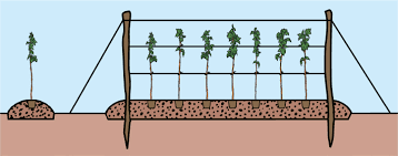 Bei den kulturhimbeeren sieht es vom standortwunsch nicht viel. Pflanzanleitung Himbeeren Pflanzen Gartencenter Zulauf Pflanzen Kaufen