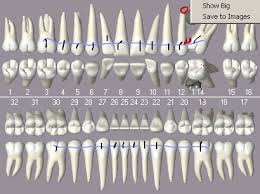 open dental view topic ortho