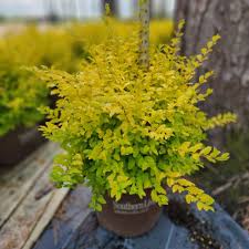 Image result for Ligustrum