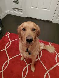 Grooming services for golden retriever?