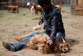 Could you kill your own food? Asos Bans Silk Cashmere Feathers And Mohair Here S Why They Re Controversial Huffpost