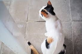 If your cat appears to be in distress or severely depressed, you should seek immediate veterinary my 4 year old cat has a bad tooth and i started giving her caned food because the dry seemed to hurt her. Protrusion Of The Rectum And Anus In Cats Symptoms Causes Diagnosis Treatment Recovery Management Cost