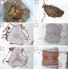 Image result for Isoetes welwitschii