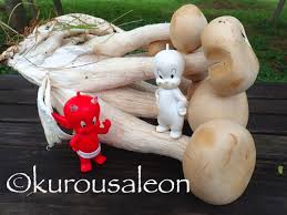 「ニオウシメジ」の画像検索結果