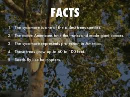 Stupefying sycamore tree facts that will leave you amazed. What Is A Sycamore Tree Quora