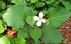 Image result for Synadenium cameronii