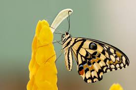 Why the real butterfly meaning and symbolism will surprise you. True Meaning And Right Interpretation Of Dreams Of Butterfly