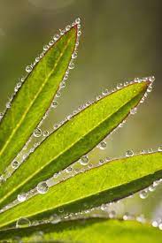 Macro Flower Photography 5 Fresh Ideas That Will Cost You Nothing Macro Photography Flowers Flowers Photography Macro Photography