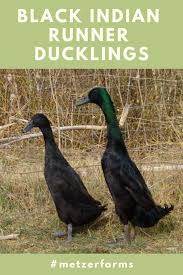 Baby Black And White Duck Breeds Our Indian Runner Ducklings Are Popular For Their Foraging Skills And Boundless Energy The Black Indian Runner Duckling Black Runners Runner Ducks Duck Breeds