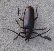 Customized to your location, grass type, and lawn size. Beetle Or Cockroach Derobrachus Hovorei Bugguide Net