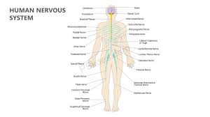 Human Nervous System Powerpoint Diagram Human Nervous System Nervous System Nervous