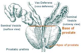 Image result for Prostate Anatomy