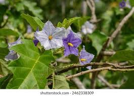 Image result for Solanum wrightii