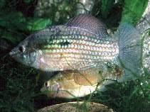 Native to florida, this bright fish has iridescent speckles in its body, and you will find different colors of flag fish such as dark blue, green, bright red and golden. Jordanella Floridae Flagfish Aquarium
