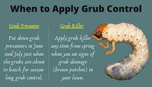 What S The Best Time To Apply Grub Control In Your Lawn Grub Worms Grubs How To Apply