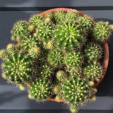 Shop for easter lily cactus art from the world's greatest living artists. Echinopsis Oxygona Easter Lily Cactus Growing Garden Manage Gfinger Is The Best Garden Manage App