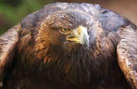 Maybe you would like to learn more about one of these? Tafsir Mimpi Burung Elang Menurut Primbon Jawa Pertanda Apakah Ini Semua Halaman Suar