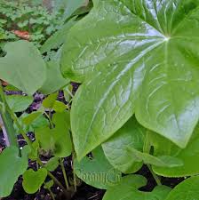 Image result for Aristolochia heppii