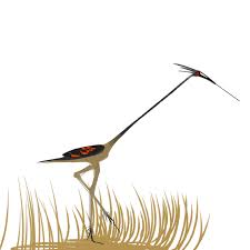 Image result for Phyllorachis