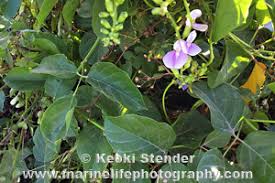 Image result for Canavalia cathartica