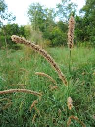 Image result for Setaria sphacelata