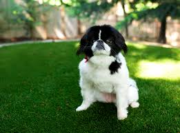 No muddy paws to deal with! What Makes Envirofill Turf Infill The Most Pet Friendly Option