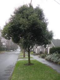 Maybe you would like to learn more about one of these? 12 Broadleaf Evergreen Street Trees You Should Plant Portland Gov