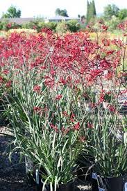 Image result for Anigozanthos