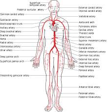 Select from premium coronary arteries diagram of the highest quality. 1 Human Circulatory System Arterial Branch The Picture Is Obtained Download Scientific Diagram