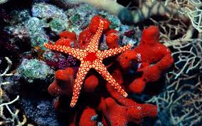 Free Download Ocean Animals And Plants List 1600x1000 For Your Desktop Mobile Tablet Explore 45 Marine Grade Wallpaper Marine Wallpaper For Boats Vinyl Wallpaper For Boats