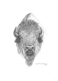 Buffalo Drawing Buffalo Art Bison Art Buffalo Tattoo