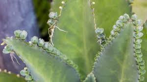 Image result for Kalanchoe daigremontiana