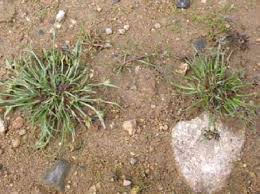 Image result for Pycreus flavescens