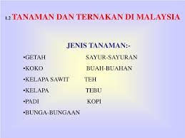 Sep 01, 2015 · penanaman koko di malaysia. Ppt 1 1 Kepentingan Pertanian Di Malaysia Powerpoint Presentation Free Download Id 4559037