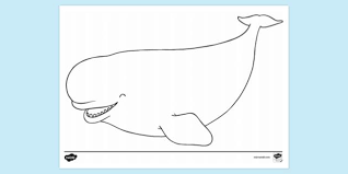 Killer whale orca coloring page. Beluga Whale Colouring Sheet Colouring Sheets