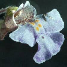 Image result for Diclis reptans