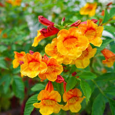 Image result for Tecoma fulva