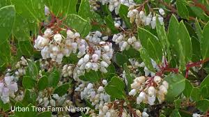 Image result for Macrotyloma densiflorum