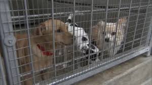Provide exercise, food, water, shelter, vaccinations, medical care, grooming, identification, care and love for your new pet. Los Angeles Officially Becomes No Kill City As Animal Shelters Achieve 90 Save Rate Abc7 Los Angeles