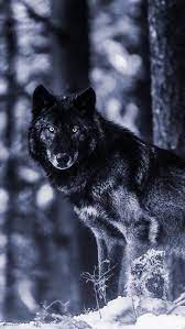 Find and download wolf wallpaper on hipwallpaper. Wallpaper Iphone Wolf Best 50 Free Background