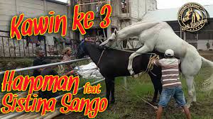 Salah sasaran, kuda ini malah kawini manusia, netizen ngakak lihat videonya. Proses Kawin Kuda Hanoman Feat Sistina Sango Youtube