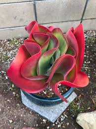 Descubra Como Ter Suculentas Coloridas Clique Neste Pin E Confira Cactuswithflowers Unusual Plants Plants Succulents