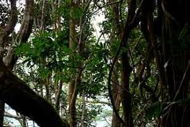 Image result for Achyrospermum aethiopicum