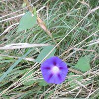Image result for Ipomoea prismatosyphon