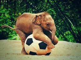 Baby Elephant Playing Football 3 Cute Animals Animals Beautiful Baby Elephants Playing