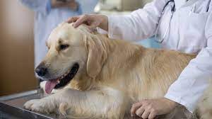 Hund kastrieren wann, warum hunde kastrieren. Kastration Bei Hunden Sinnvoll Oder Gefahrlich