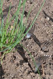 Your cats may explore areas to see what they are all about, or feral and stray cats may just be looking for a place to live, which means turning your garden into tips on how to deter cats with water. Natural Ways To Keep Cats Out Of Your Garden The Lavender Homefront