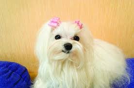 Difference Between Maltese Bichon Dogs Pets