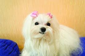 difference between maltese bichon dogs pets