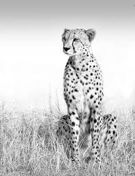 Feeling Lonely Lonely Feeling Lonely Animal Paintings